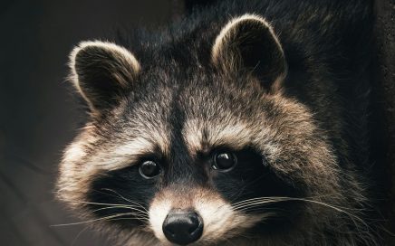 A curious raccoon peeking out from a dark area, showcasing its distinct markings.