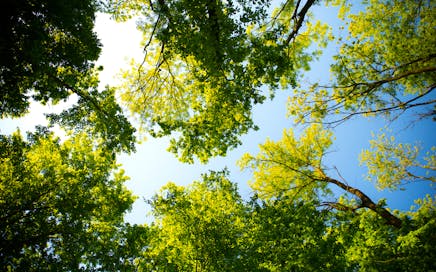Looking up through vibrant green tree canopy with blue sky. Perfect for nature and outdoor themes.