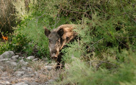 A wild boar peeks curiously through lush green shrubs in a summer wilderness setting.