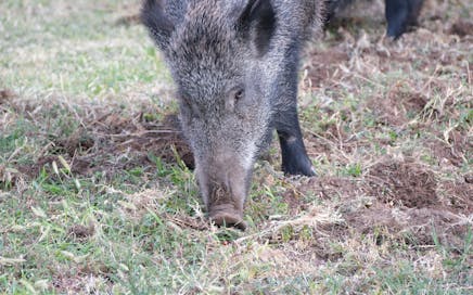 A wild boar searching for food in a grassy field in İzmir, Türkiye.