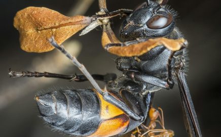 Detailed macro of an Asian hornet and weaver ant on a twig, showcasing textures.